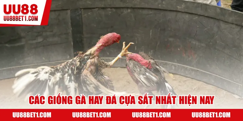 Các giống gà hay đá cựa sắt nhất hiện nay