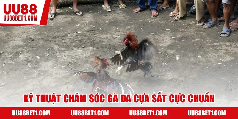 Kỹ thuật chăm sóc gà đá cựa sắt cực chuẩn
