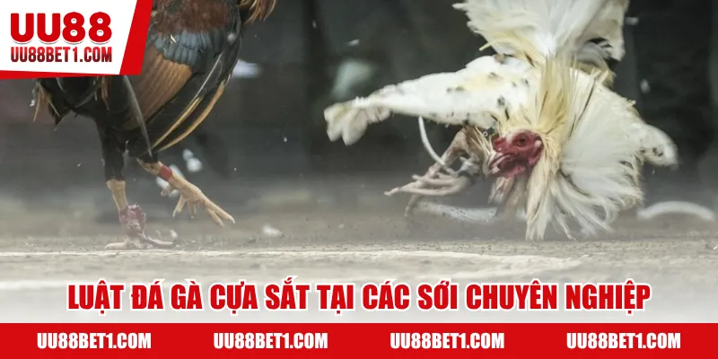 Luật đá gà cựa sắt tại các sới chuyên nghiệp