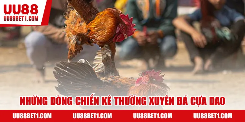 Những dòng chiến kê thường xuyên đá cựa dao