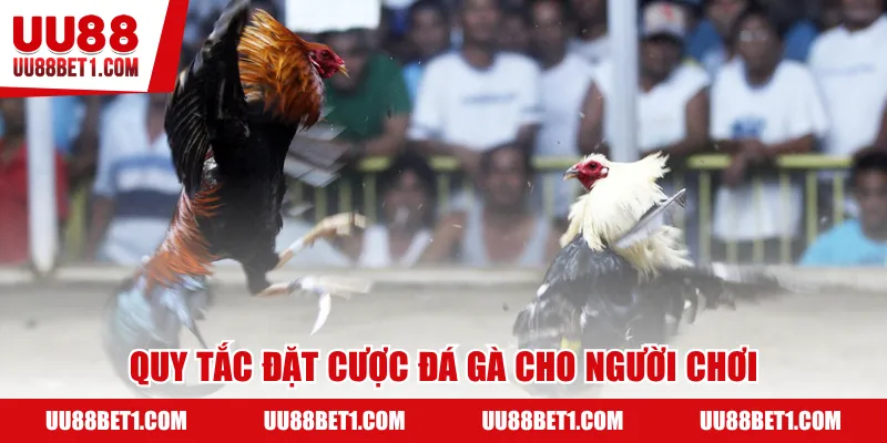 Quy tắc đặt cược đá gà cho người chơi