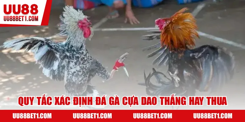 Quy tắc xác định đá gà cựa dao thắng hay thua