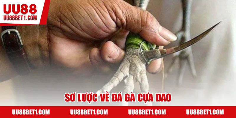 Sơ lược về đá gà cựa dao