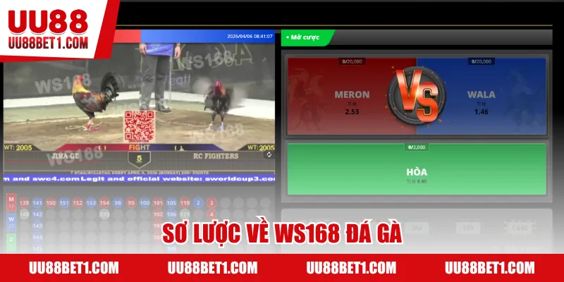 Sơ lược về WS168 đá gà