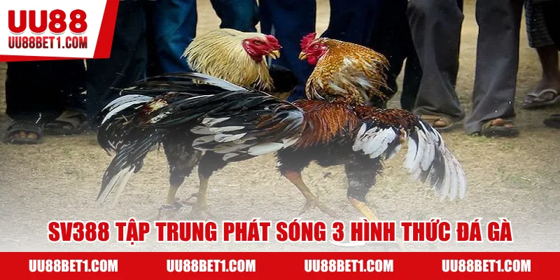 SV388 tập trung tổ chức và phát sóng 3 hình thức đá gà