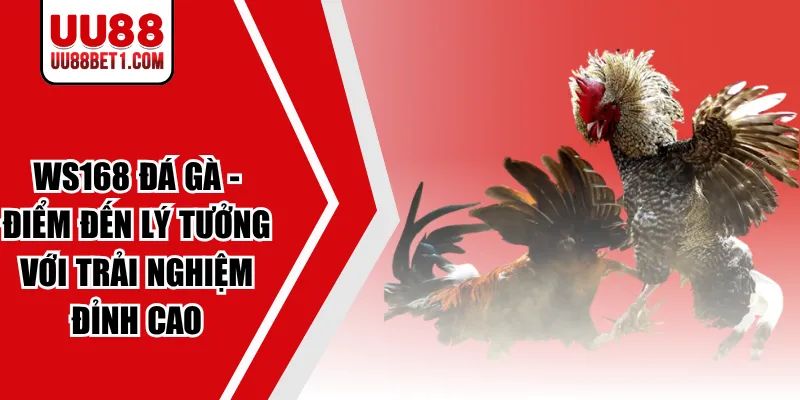 Ws168 Đá Gà - Điểm Đến Lý Tưởng Với Trải Nghiệm Đỉnh Cao