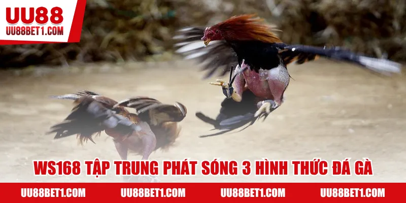 WS168 tập trung phát sóng 3 hình thức đá gà